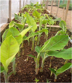 banana plantlet2