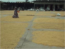 Rice drying pad