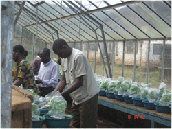 Scientists assess crop disease