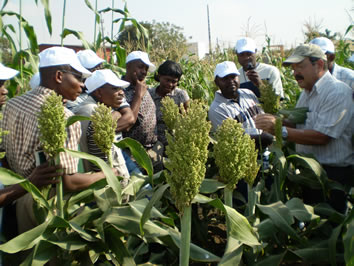 Training in agro-morphological characterization